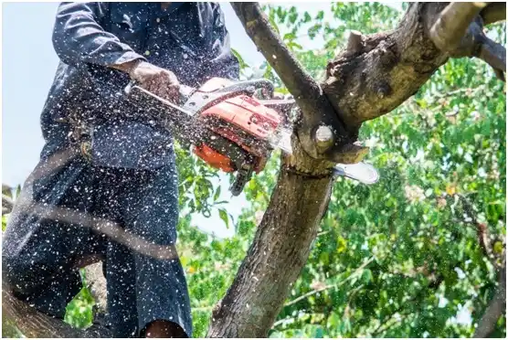 tree services Monona